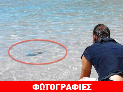 Επικίνδυνο λαγόψαρο εμφανίστηκε στην Ιεράπετρα