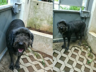 Υιοθετήστε τη Λαίδη