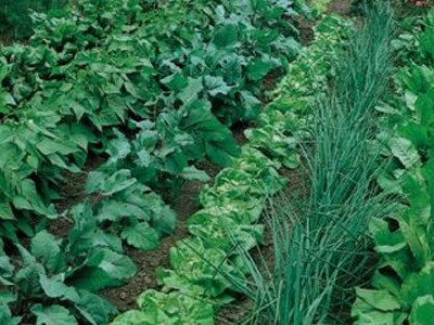 Δημοτικός λαχανόκηπος στην Τρίπολη