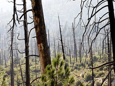 Προειδοποιήσεις επιστημόνων για τα μεγάλα αιωνόβια δέντρα του πλανήτη Προειδοποιήσεις επιστημόνων για τα μεγάλα αιωνόβια δέντρα του πλανήτη