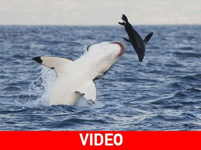 Ν. Αφρική: Καρχαρίας επιτίθεται σε φώκια on camera! Ν. Αφρική: Καρχαρίας επιτίθεται σε φώκια on camera!