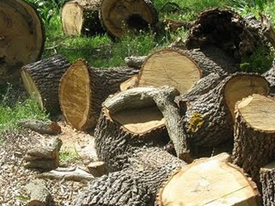 Τους συνέλαβαν για λαθροϋλοτομία