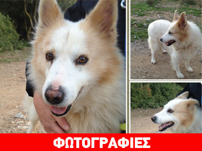 Ποιος θα υιοθετήσει τον Λαυρέντη;