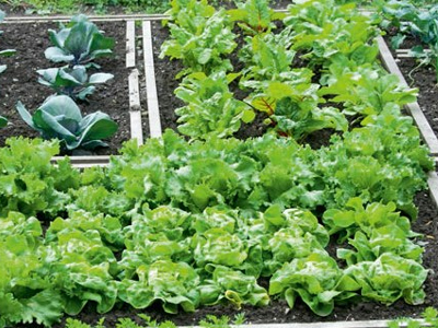 Αιτήσεις για τον δημοτικό λαχανόκηπο Έδεσσας