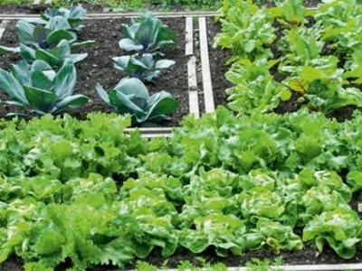 Δημοτικός λαχανόκηπος στην Τρίπολη