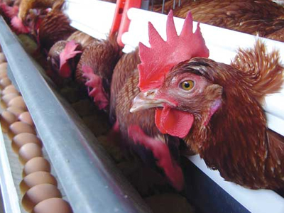 Με «καπέλο» η πώληση των αυγών στη Βουλγαρία