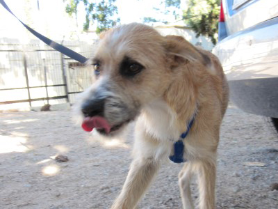 Χαρίζεται ο Leo