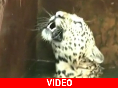 Εντυπωσιακή διάσωση λεοπάρδαλης στην Ινδία