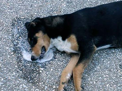 Νέο περιστατικό κακοποίησης ζώου στο Μανταμάδο