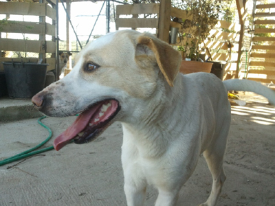 Χαρίζεται ο Λεύκανδρος