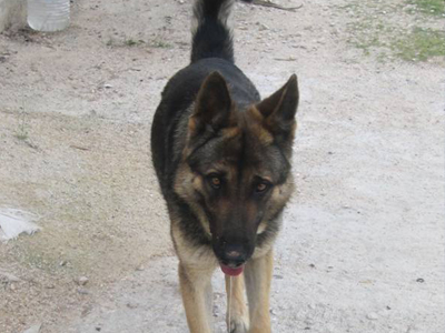 Βρέθηκε λύκος στις Αφίδνες