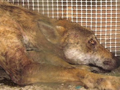 Ταλαιπωρημένο λύκο παρέλαβε ο Αρκτούρος