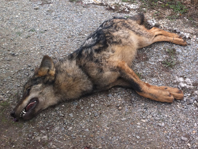 Ακόμη ένας λύκος σκοτώθηκε σε τροχαίο
