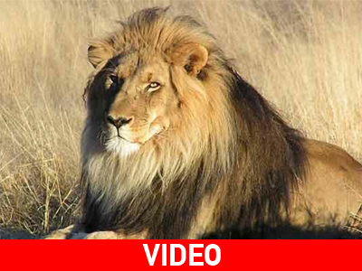 Λιοντάρι αγκαλιάζει και φιλάει τη γυναίκα που το έσωσε!