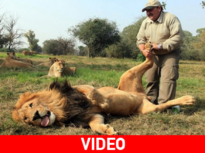 Κομμωτήριο για… λιοντάρια