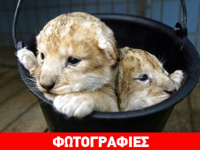 Αυτά είναι τα λιοντάρακια που θανατώθηκαν στην Κοπεγχάγη Αυτά είναι τα λιοντάρακια που θανατώθηκαν στην Κοπεγχάγη