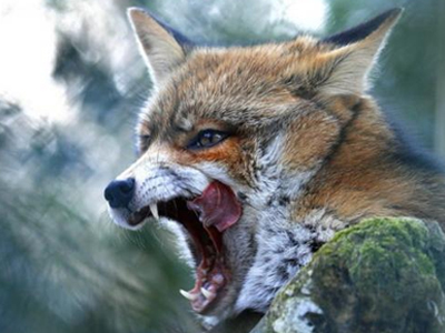 Μαζικοί εμβολιασμοί στην Καστοριά μετά το δεύτερο κρούσμα λύσσας