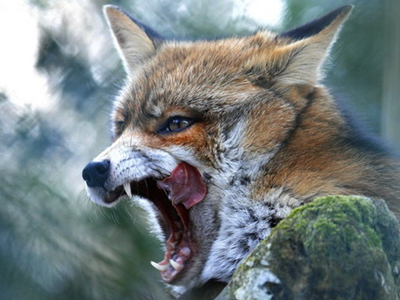 Νέο πρόγραμμα για την καταπολέμηση της λύσσας