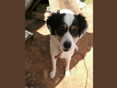 Χαρίζεται η Λίζα