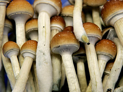 Τι κάνουν τα «μαγικά μανιτάρια» στον εγκέφαλο;