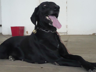 Βρέθηκε κυνηγοσκυλίτσα στην Αγ. Παρασκευή