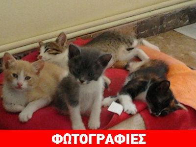 Χαρίζονται μωρά γατάκια