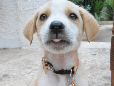 Μήπως θέλετε να υιοθετήσετε τον Mare;