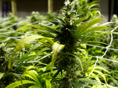 Υπέρ της νομιμοποίησης της μαριχουάνας οι Αμερικανοί