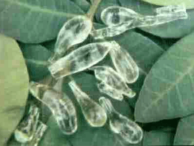 Οι «μαγικές» ιδιότητες της μαστίχας