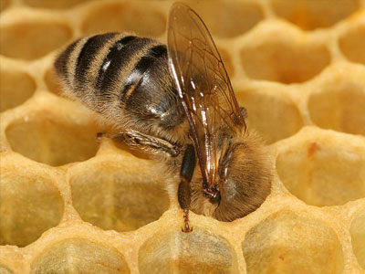Κομισιόν: Περιορίζεται η θνησιμότητα των μελισσών στον ευρωπαϊκό νότο
