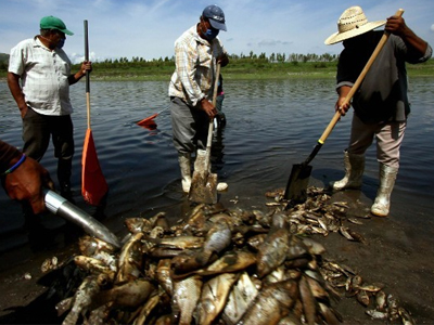 Μεξικό: Χιλιάδες νεκρά ψάρια σε ποτάμι