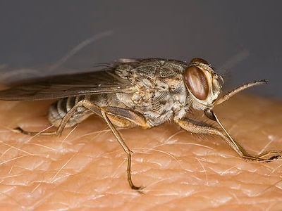 Βρέθηκε λύση για την καταπολέμηση ασθενειών από τη μύγα τσε – τσε;