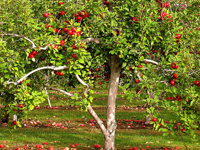 Λάρισα: Συστάσεις για τον ψεκασμό