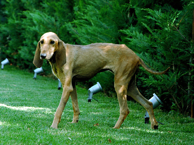 Η απόλυτη ιταλίδα… γαβ ψάχνει σύντροφο ζωής