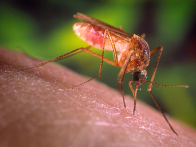 Ξάνθη: Πέντε κρούσματα του ιού του Δυτικού Νείλου