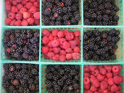 Τα μούρα καταπολεμούν το άγχος