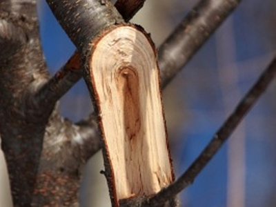 Μπαταρία κατασκευασμένη από… ξύλο