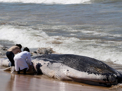 Νεκρή φάλαινα στο Μεξικό
