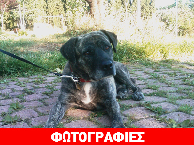 Ο Ναπολέων ψάχνει σύντροφο ζωής