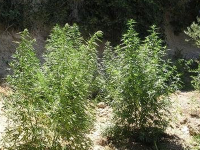 Κυνηγός εντόπισε ναρκωτικά σε δάσος στο Λουτράκι