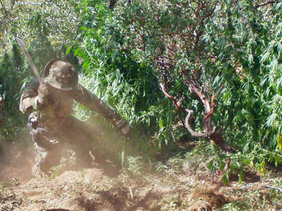 ΗΠΑ: Χιλιάδες φυτά κάνναβης ξεριζώθηκαν από εθνικά πάρκα