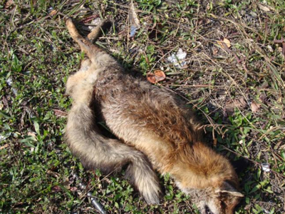 Αλεπού νεκρή στο διάζωμα της Λ. Μεσογείων!