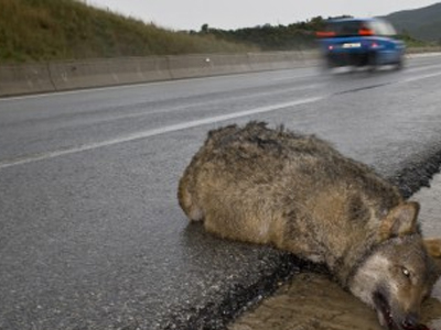 Βρέθηκε νεκρός λύκος στη Δράμα