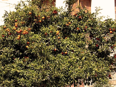 Εξαφανίστηκαν τα νεράντζια στη Μυτιλήνη