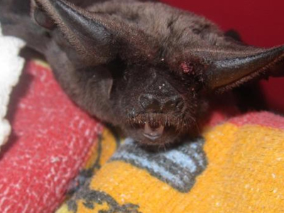 Τραυματισμένη νυχτερίδα στην Καλλιθέα