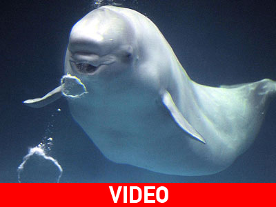 Η φάλαινα που μιμείται την ανθρώπινη ομιλία! Η φάλαινα που μιμείται την ανθρώπινη ομιλία!