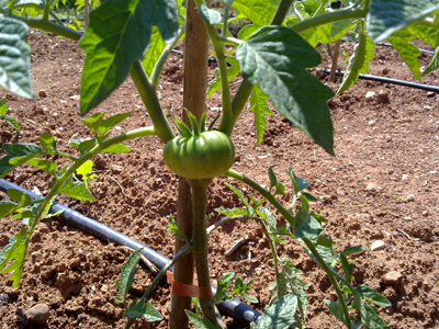 Έγκλημα για… πέντε ντοματιές στην Αυστραλία