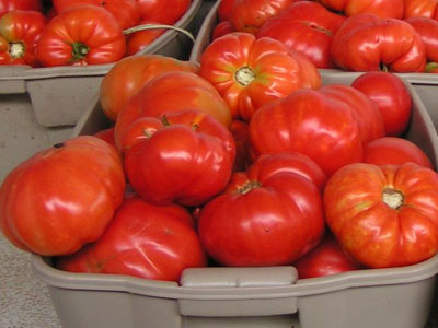 Οι ντομάτες «πολεμούν» την κατάθλιψη