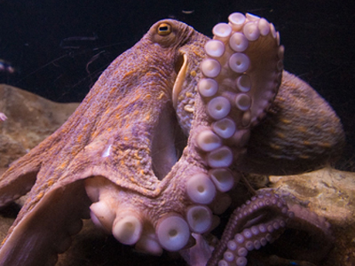 Έπνιξε την σύντροφό του με το πλοκάμι ενός χταποδιού