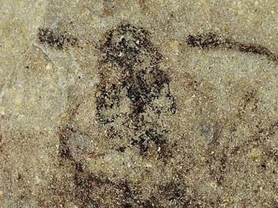 Βρέθηκε σκελετός εντόμου 365 εκατ. χρόνων στη Γαλλία Βρέθηκε σκελετός εντόμου 365 εκατ. χρόνων στη Γαλλία